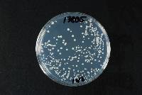 Saccharomyces cerevisiae image