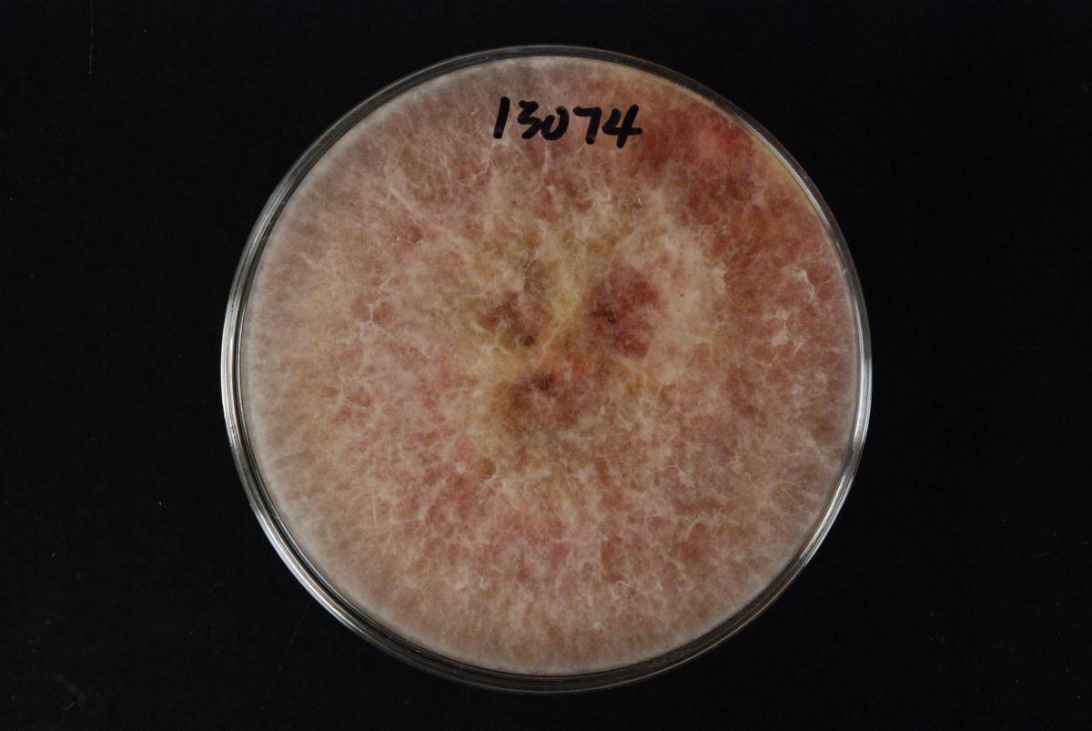 Fusarium culmorum image