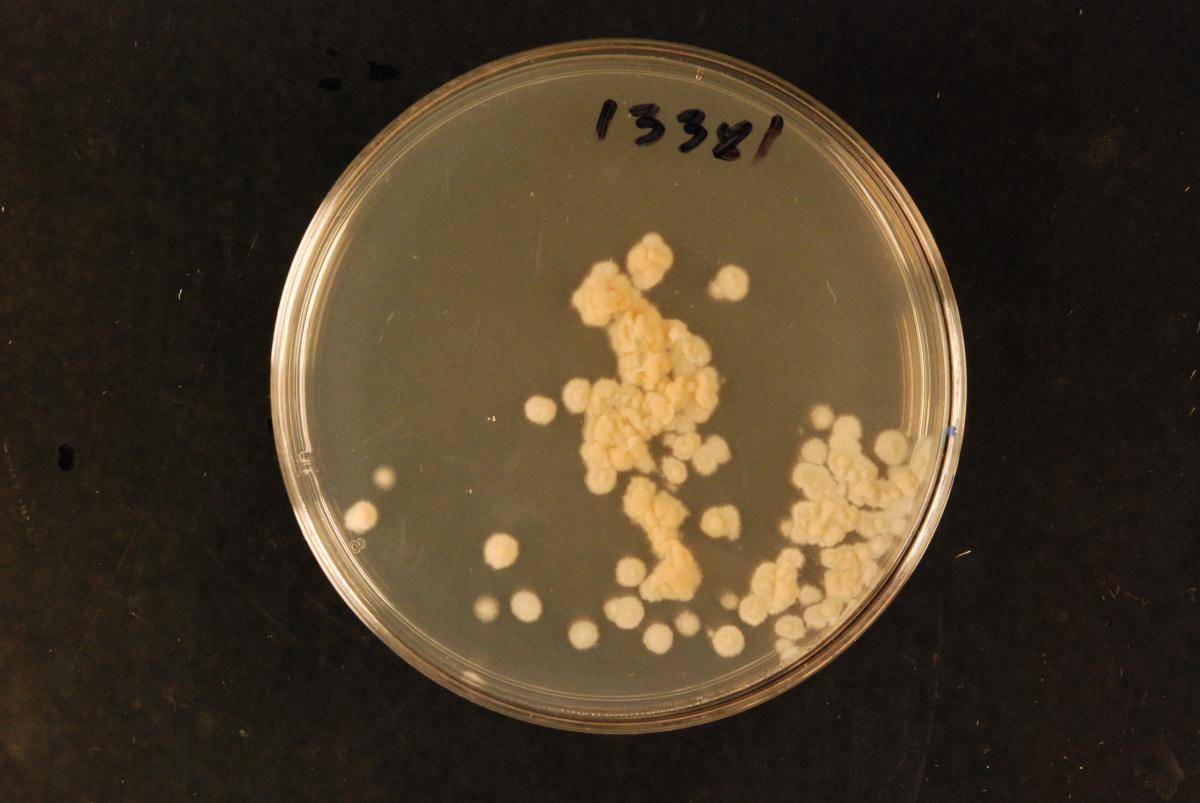 Wiesneriomyces laurinus image