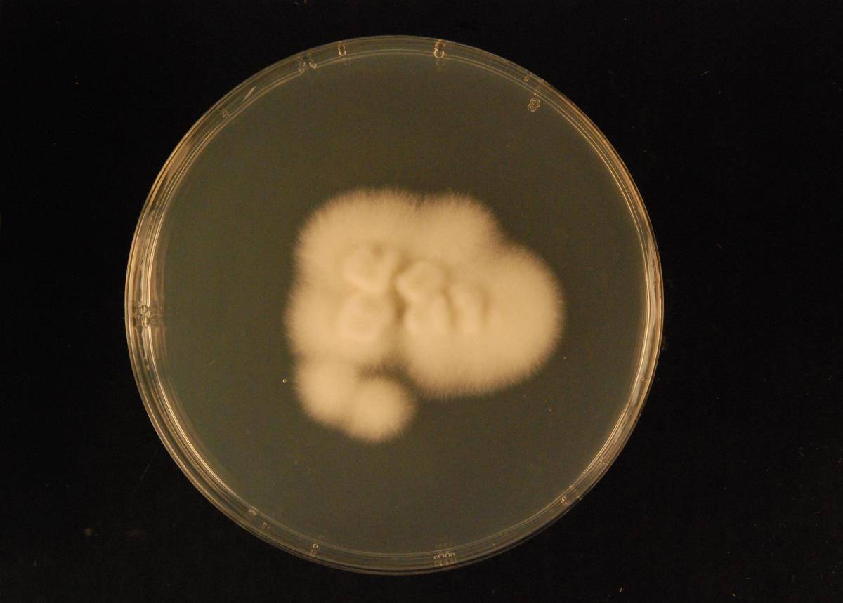 Cercospora canescens image