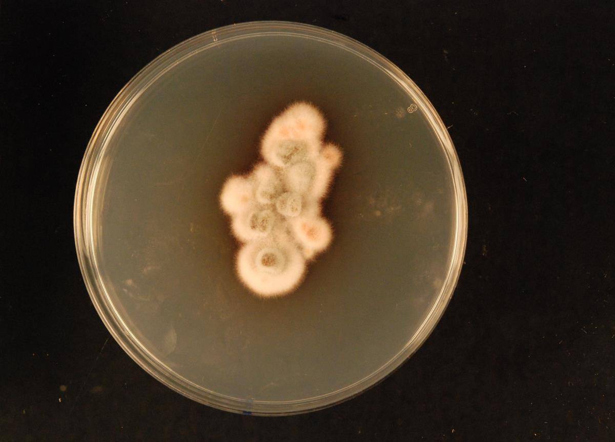 Cercospora canescens image