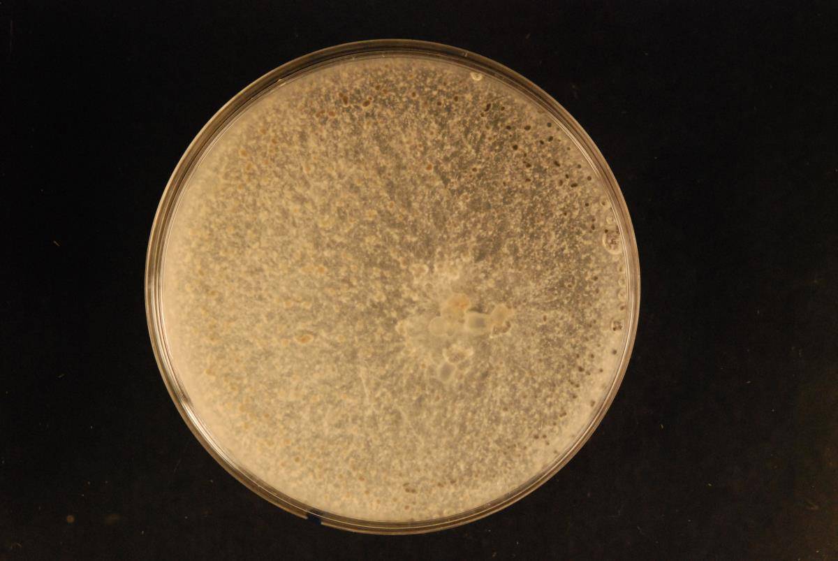 Sclerotinia minor image