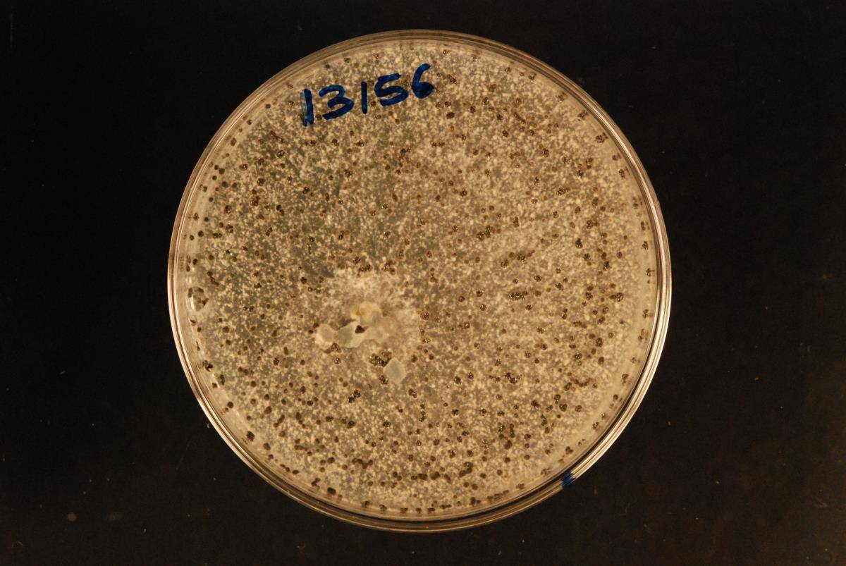 Sclerotinia minor image