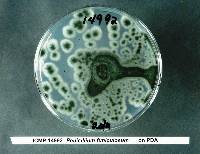 Penicillium funiculosum image