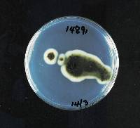 Phaeomoniella chlamydospora image