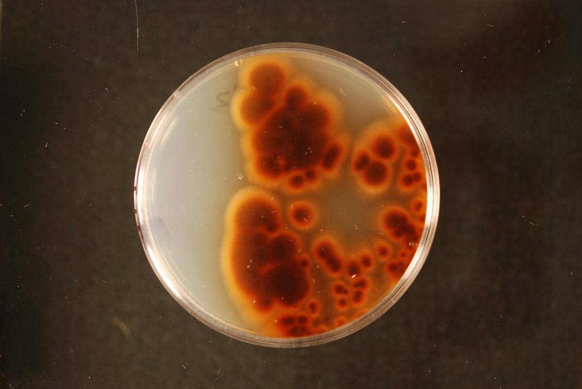 Colletotrichum acutatum image