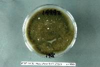 Penicillium funiculosum image