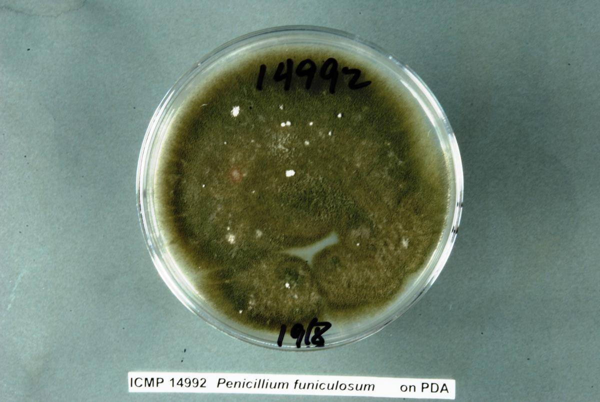 Penicillium funiculosum image