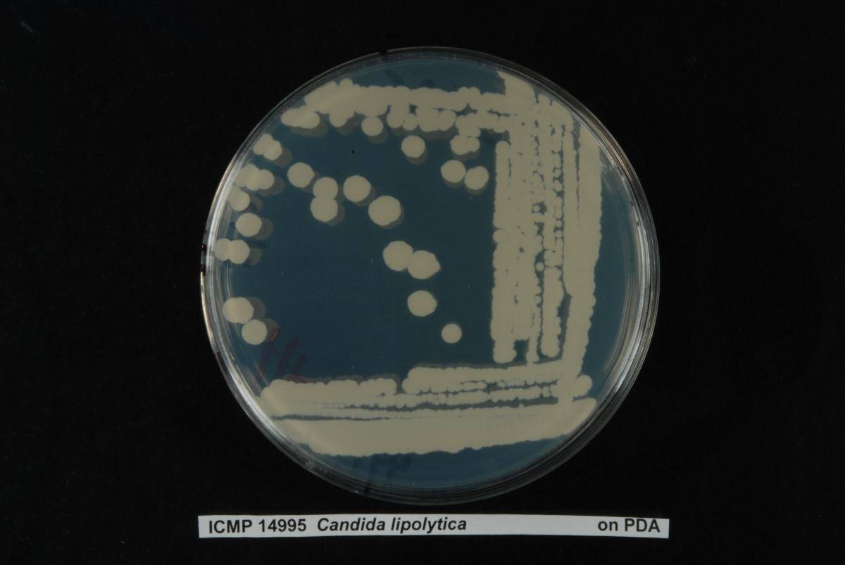 Yarrowia lipolytica image