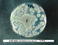 Penicillium funiculosum image