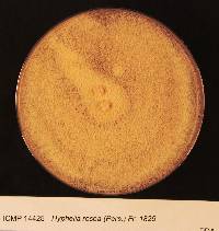 Trichothecium roseum image