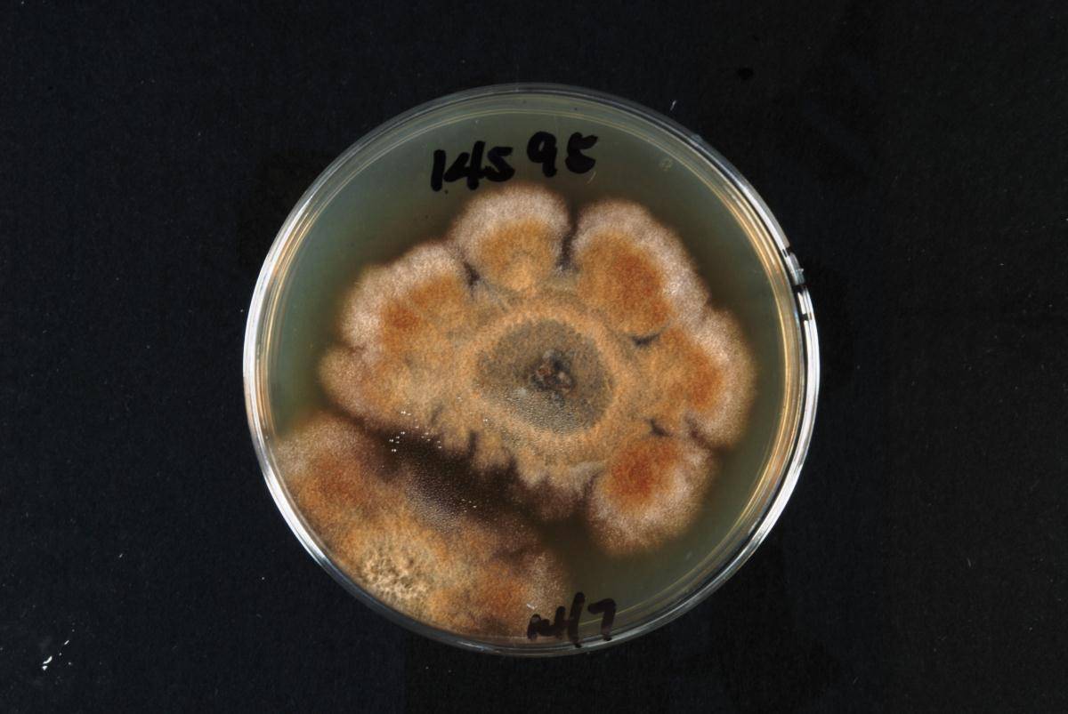 Ilyonectria lusitanica image