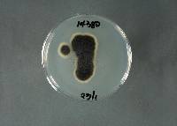 Phaeomoniella chlamydospora image
