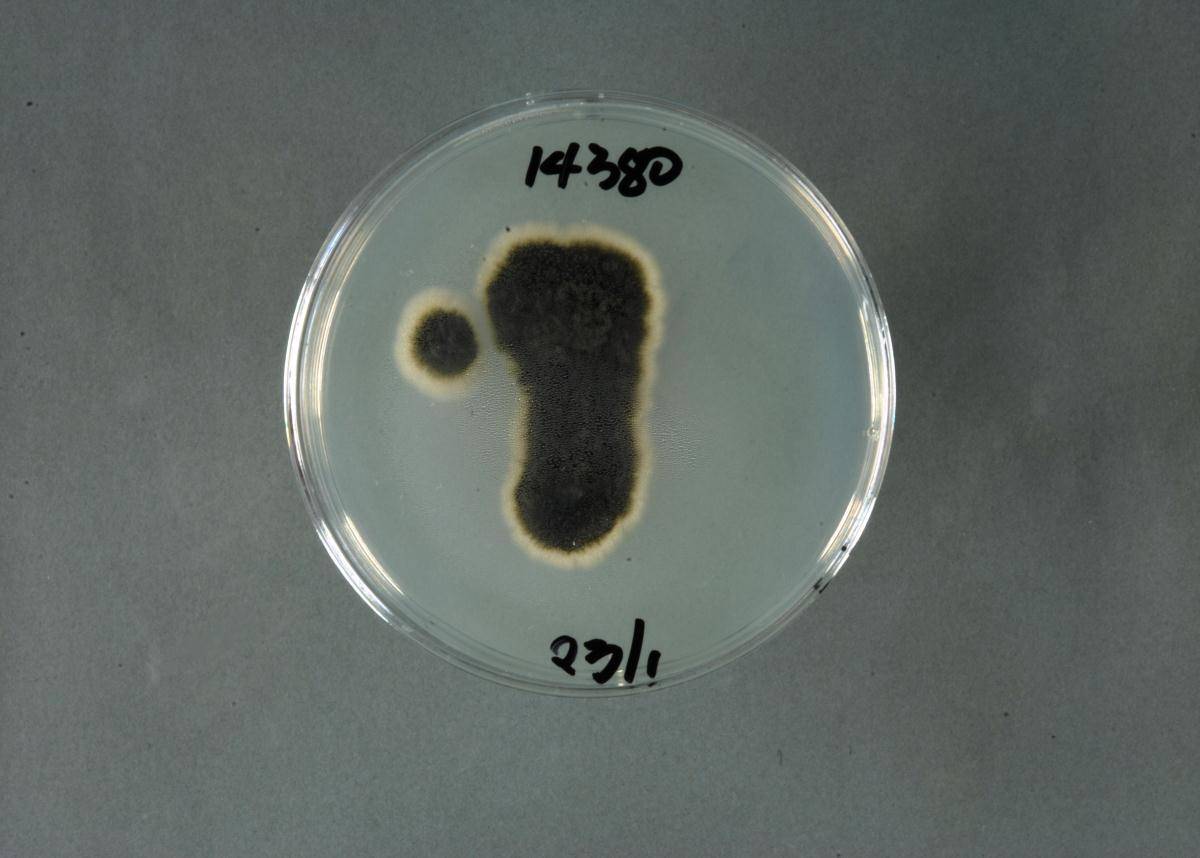 Phaeomoniella chlamydospora image
