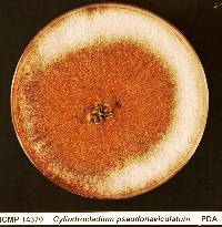 Calonectria pseudonaviculata image