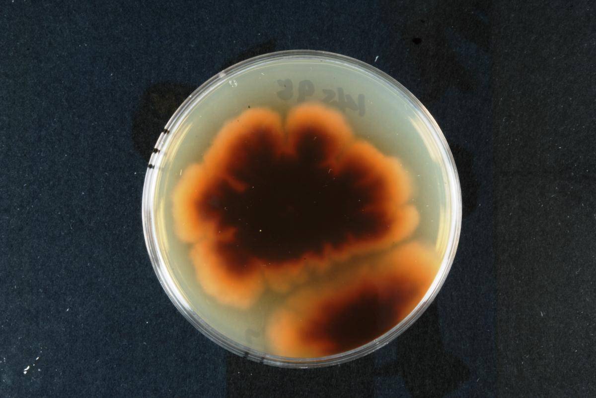 Ilyonectria lusitanica image