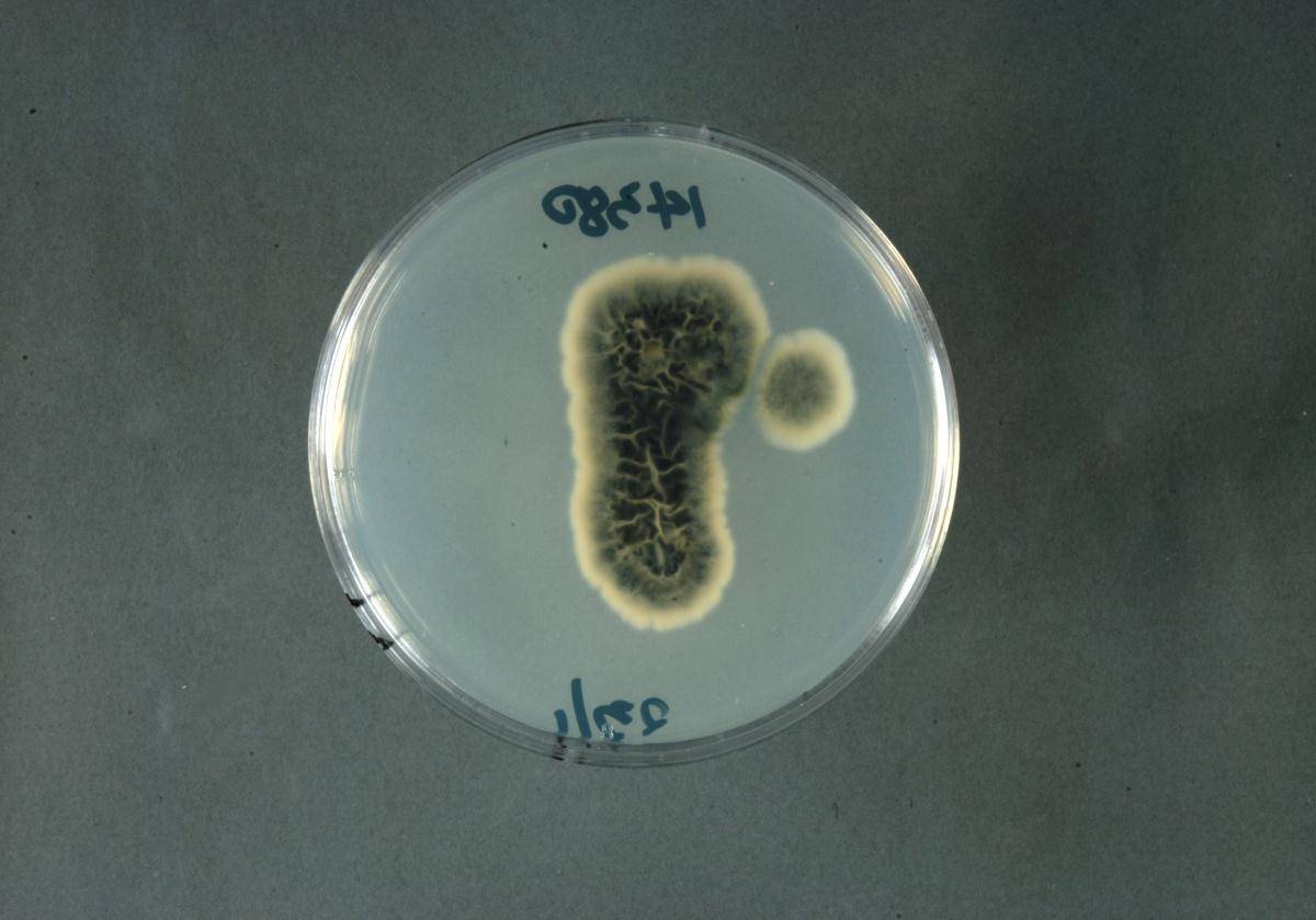 Phaeomoniella chlamydospora image