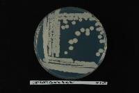 Yarrowia lipolytica image
