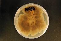 Chaetomium globosum image