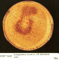 Colletotrichum acutatum image