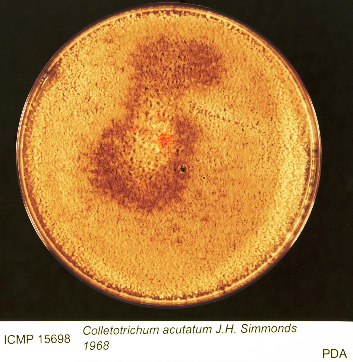 Colletotrichum acutatum image