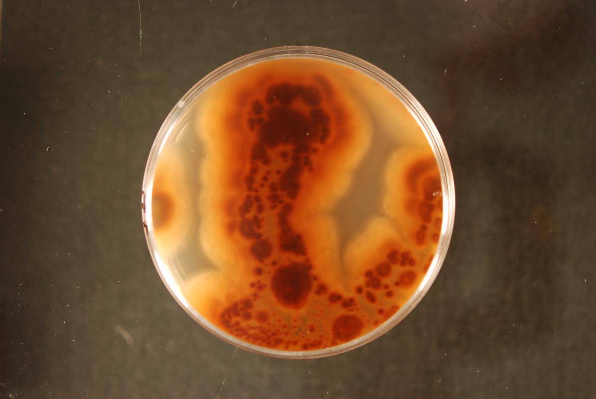 Ilyonectria liriodendri image