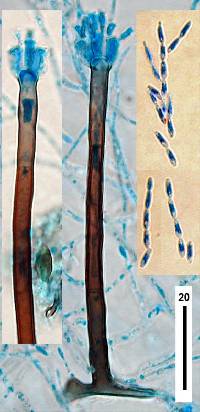 Lauriomyces bellulus image