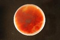 Fusarium pseudograminearum image