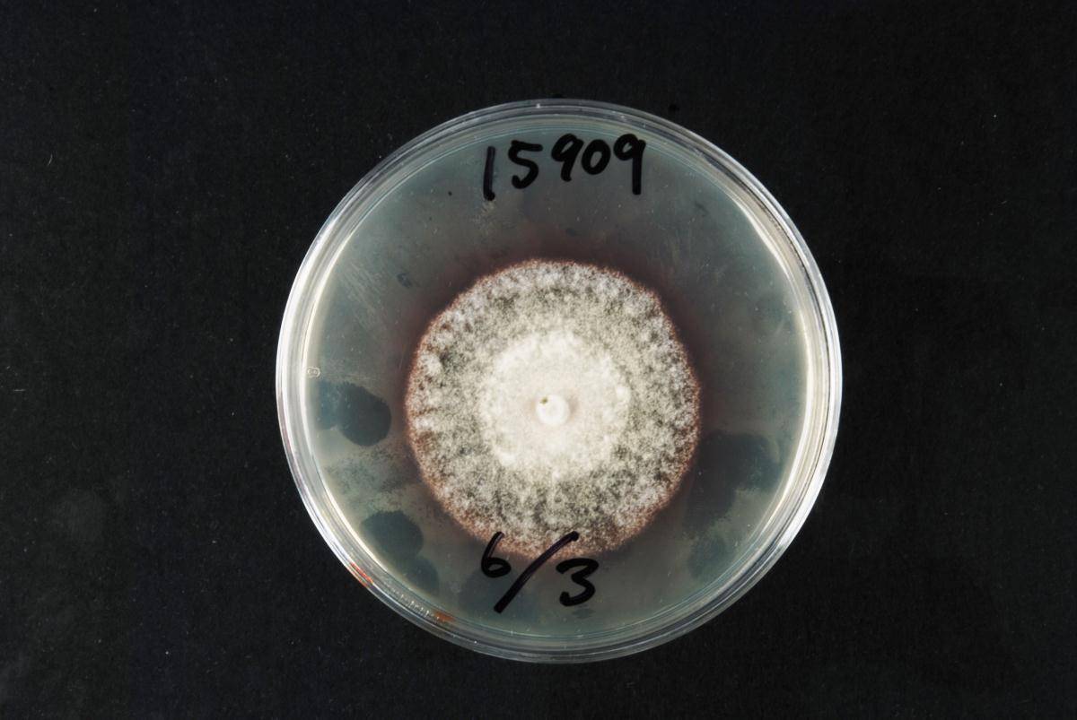Cercospora althaeina image