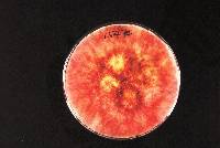 Fusarium culmorum image