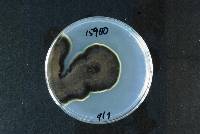 Phaeomoniella chlamydospora image