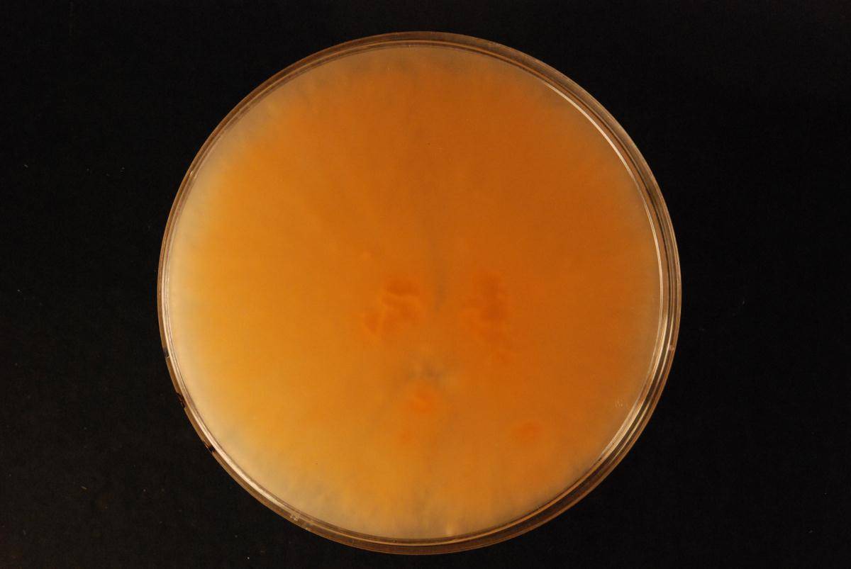 Phanerochaete salmonicolor image