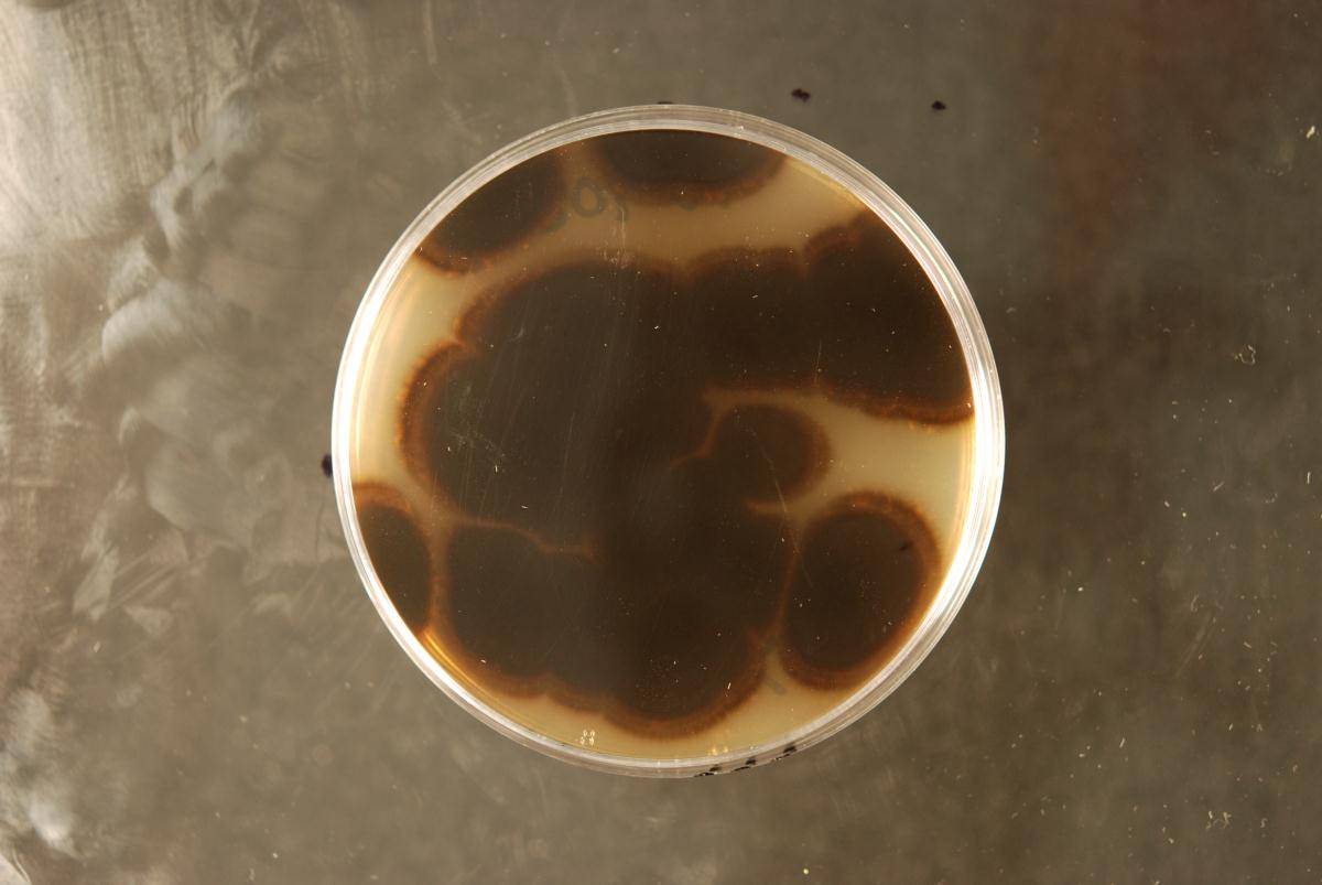 Ascomycetes image
