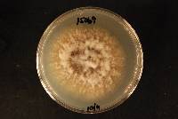 Monilinia fructicola image