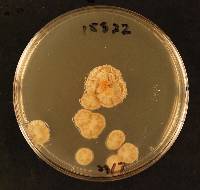 Clathrosphaerina zalewskii image