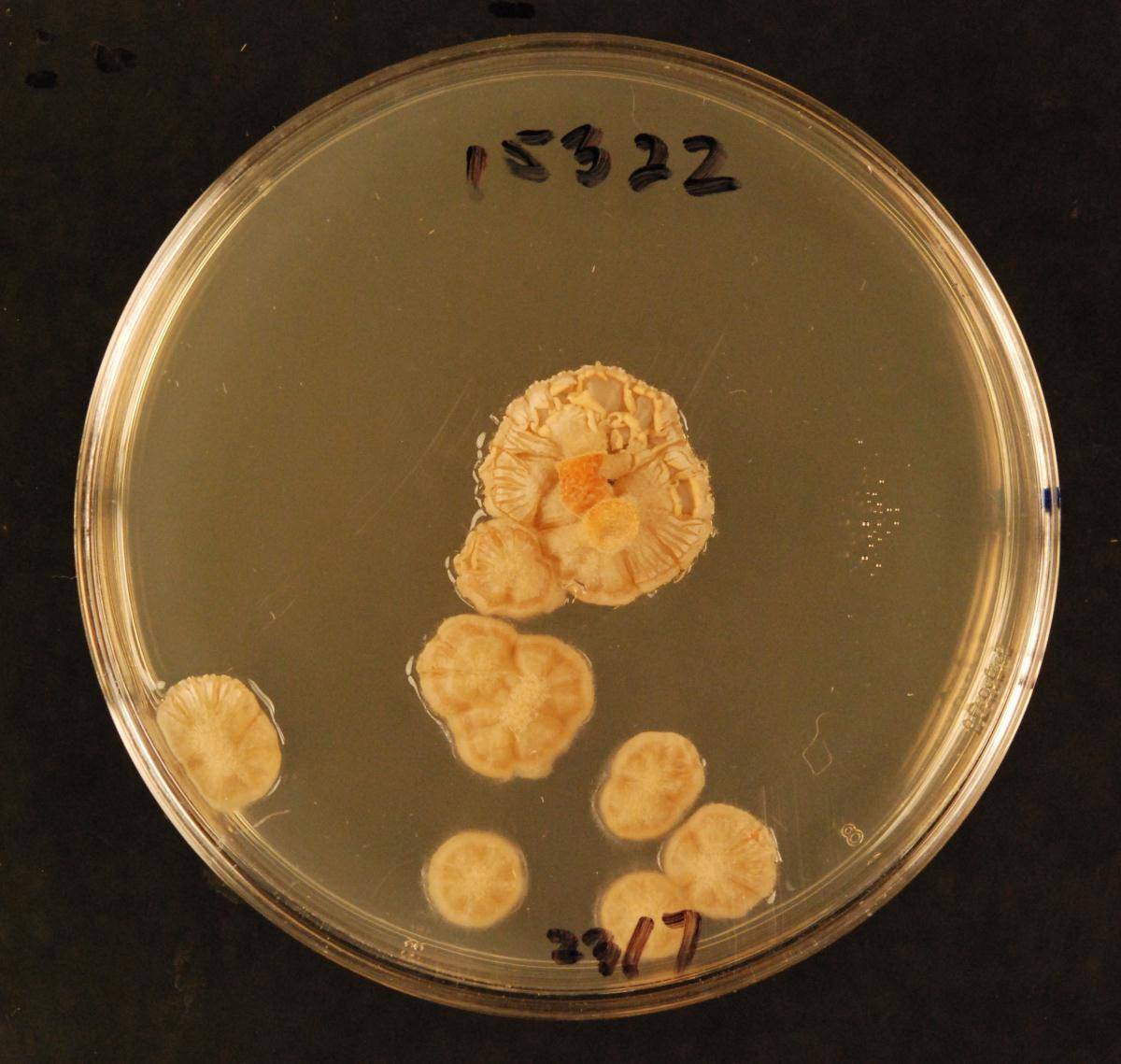 Clathrosphaerina image