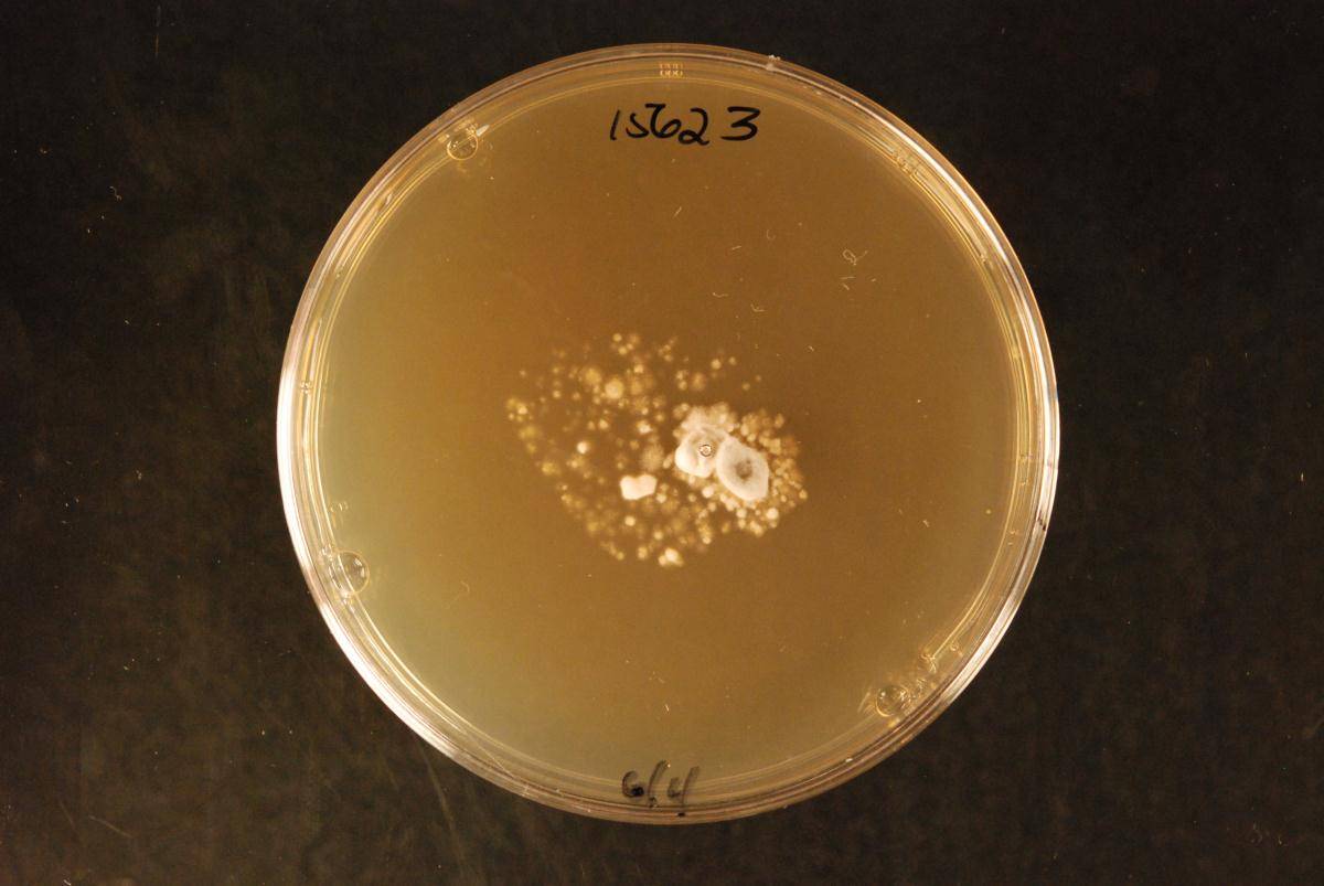 Chlorociboria campbellensis image