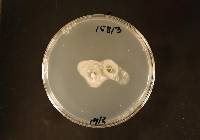 Phaeomoniella chlamydospora image