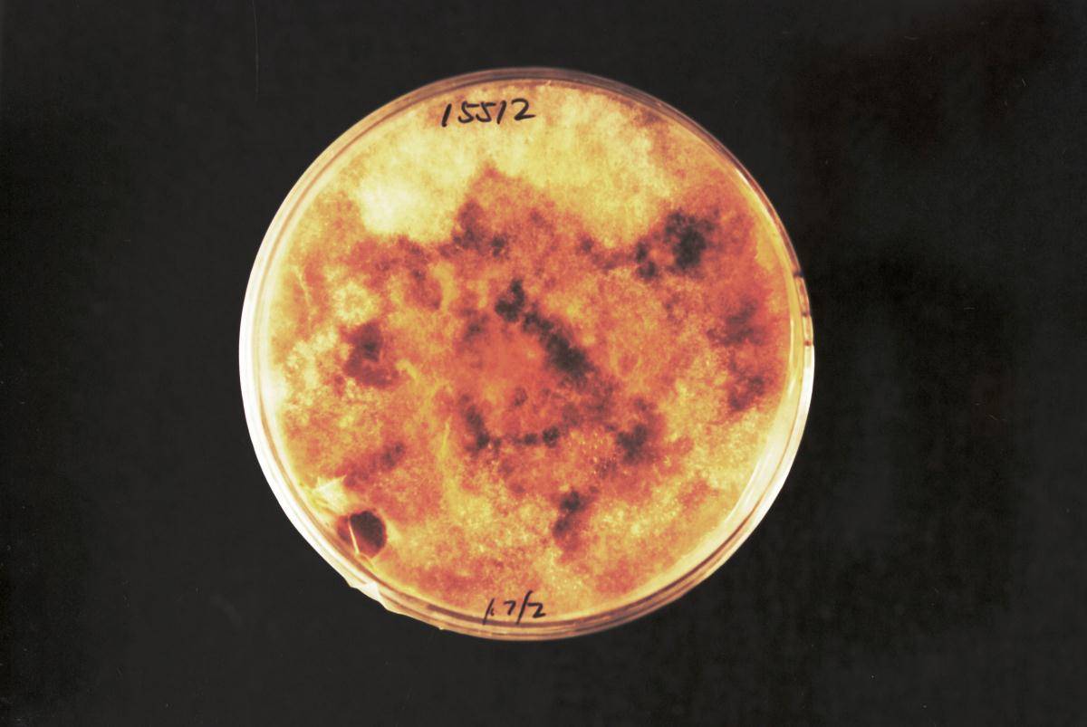 Fusarium pseudograminearum image