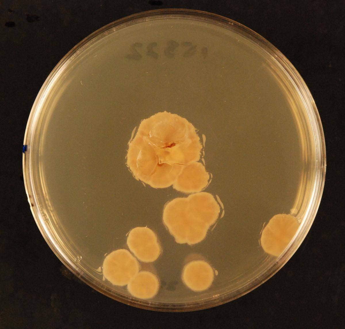 Clathrosphaerina image