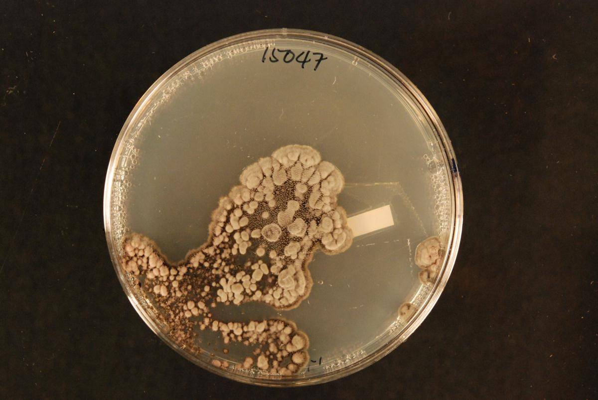Spirosphaera image