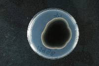 Cercospora apii image