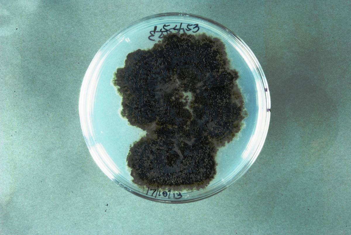 Phyllosticta capitalensis image