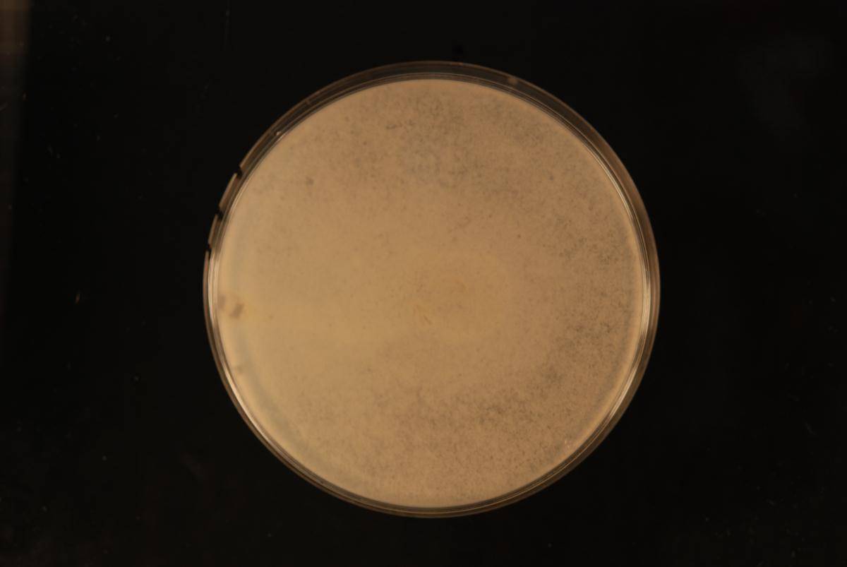 Phanerodontia chrysosporium image