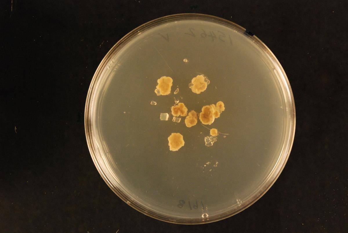 Aspergillus penicillioides image