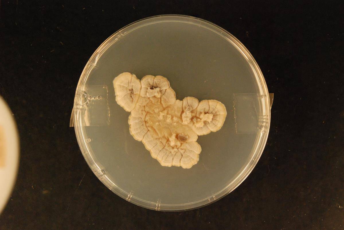 Brachiampulla verticillata image
