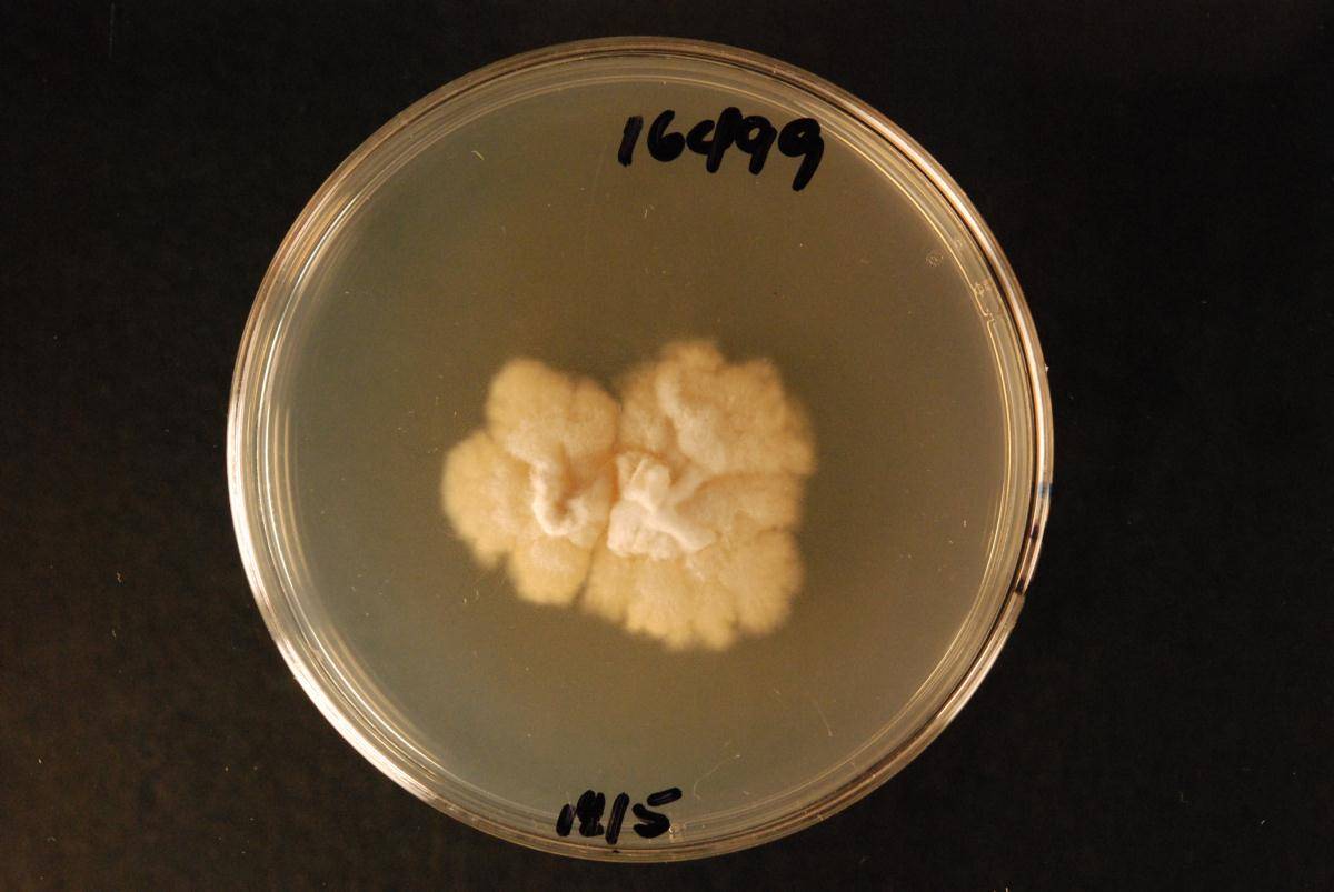 Hyphoderma obtusiforme image