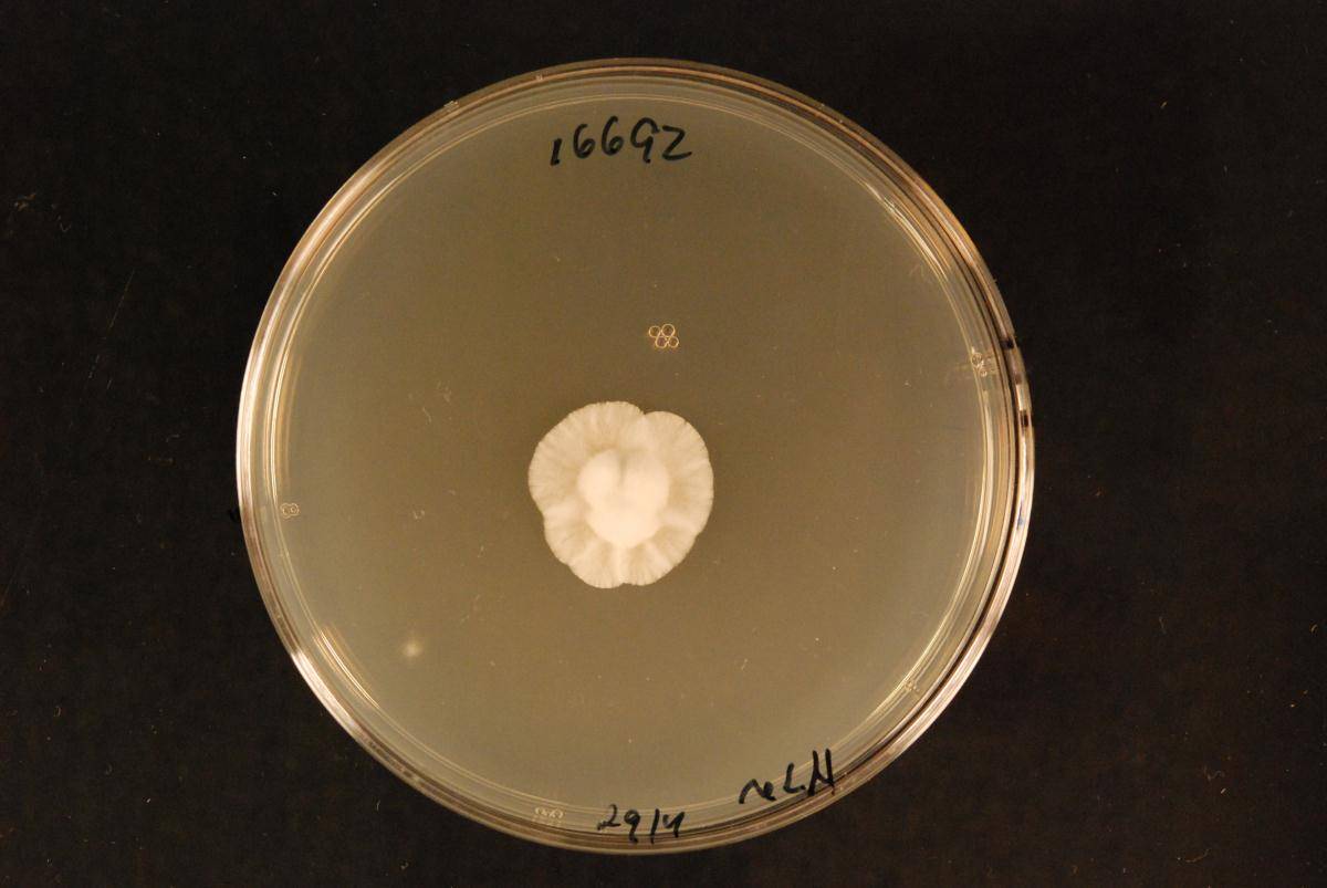 Anthostomella umbrinella image