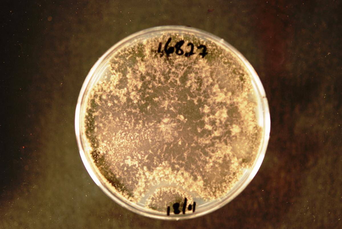 Dothiorella citricola image