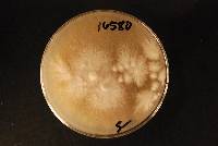 Conchomyces bursiformis image